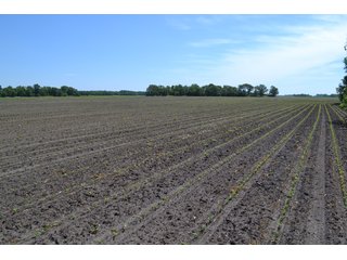 Property photo 7 - 156.9+/- Acres For Sale - Cropland, Woods for Hunting/Recreational & Potential Building Sites